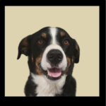 Photo de Bounty chienne de Sylvain dans le dogigramm Sersi système